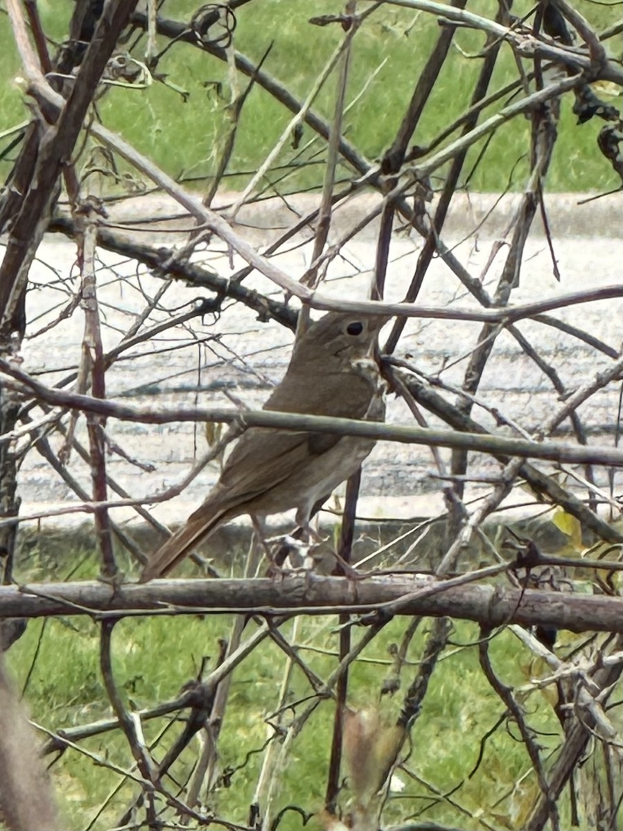 Hermit Thrush - ML634175564
