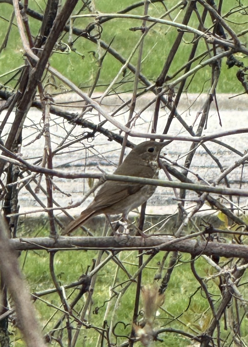 Hermit Thrush - ML634175565