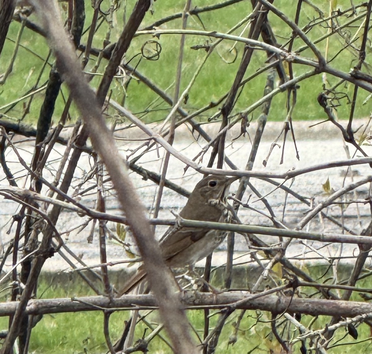 Hermit Thrush - ML634175566