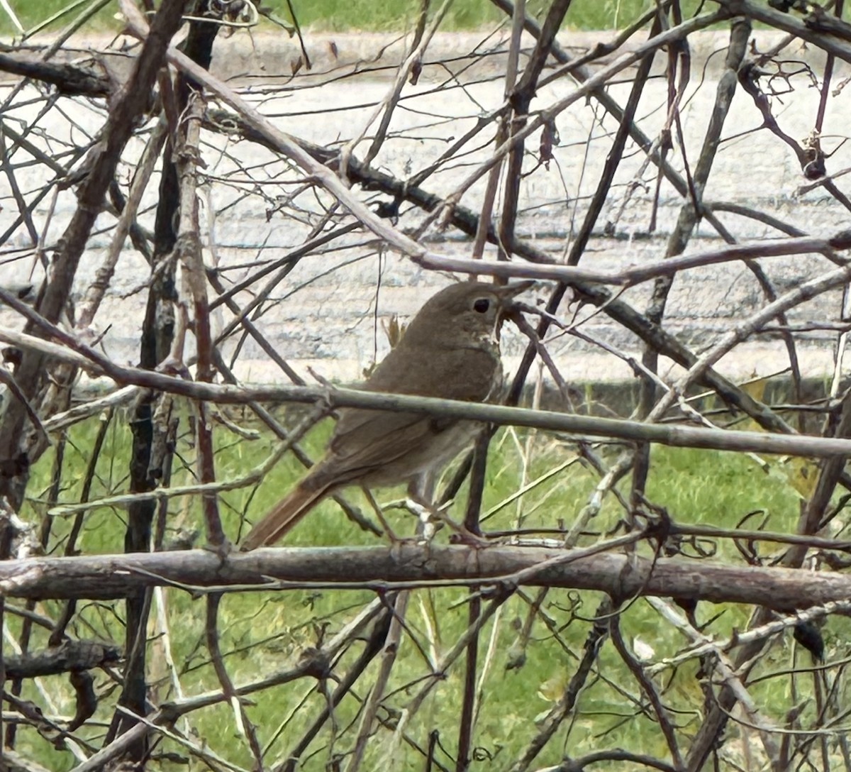 Hermit Thrush - ML634175567
