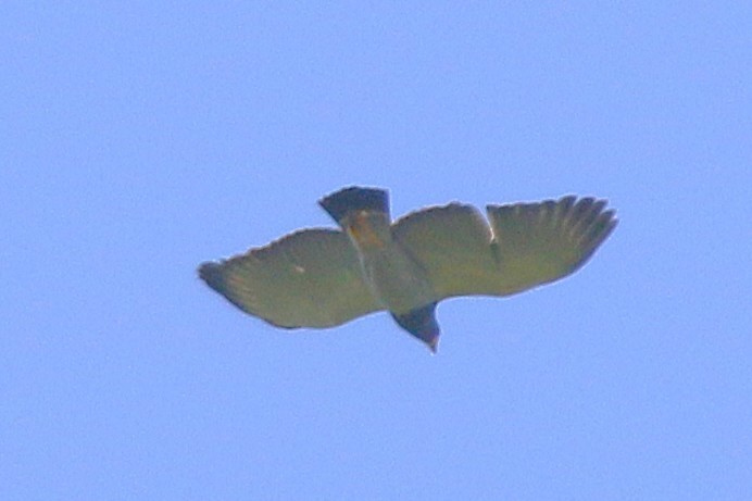 Barred Hawk - ML634175604
