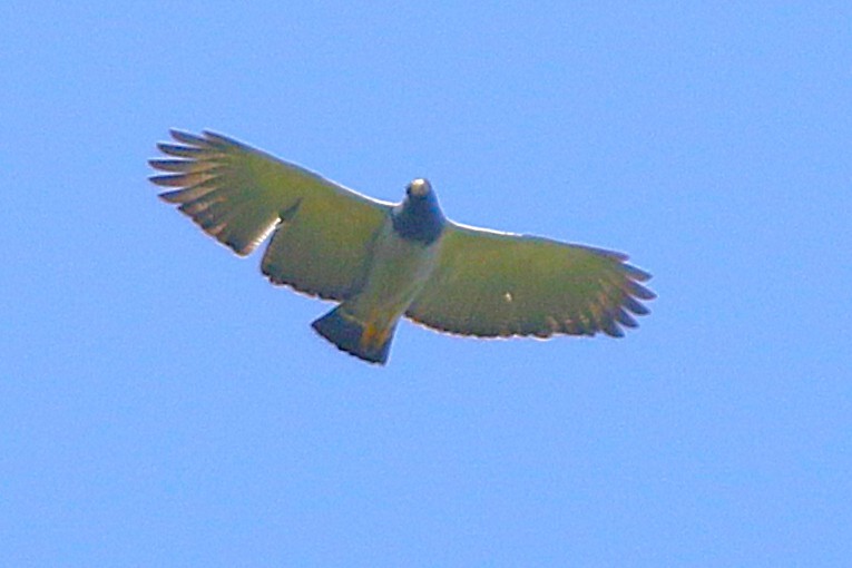 Barred Hawk - ML634175605