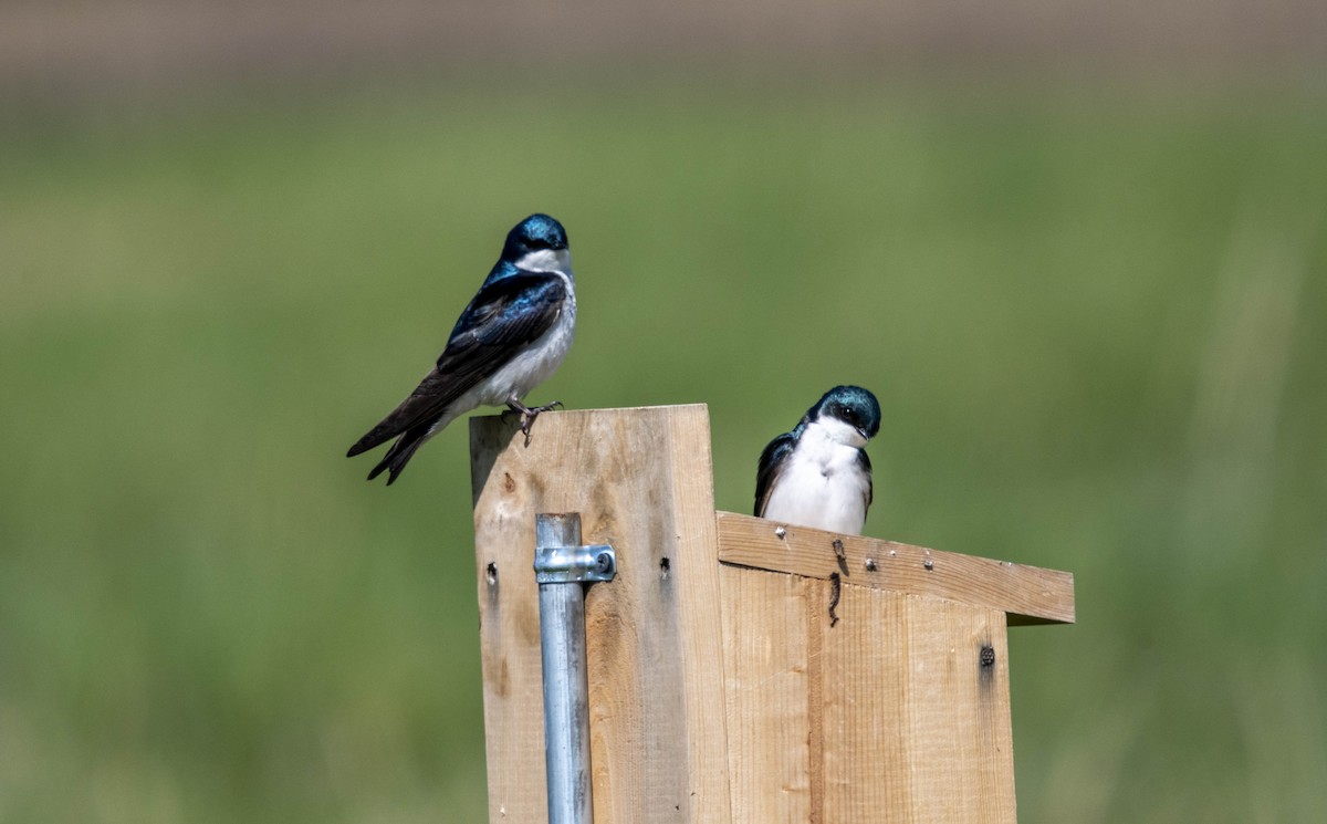 Tree Swallow - ML634175646