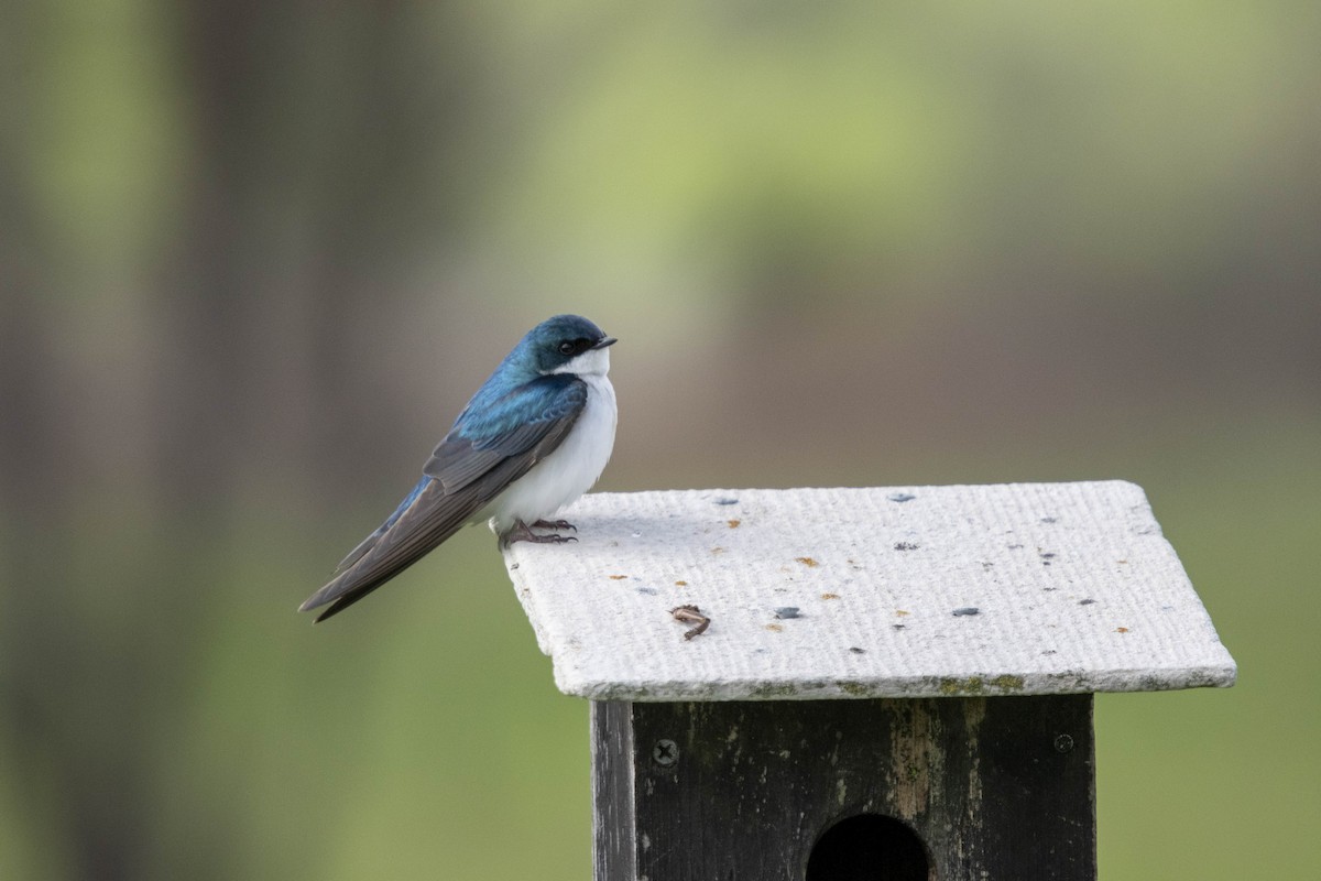 Tree Swallow - ML634175654