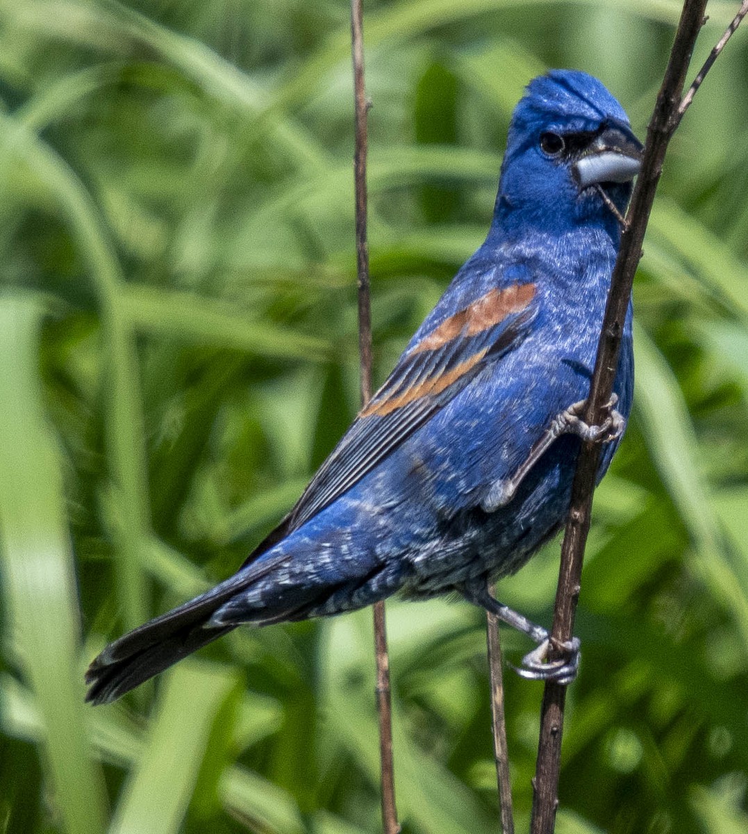 Blue Grosbeak - ML634175673