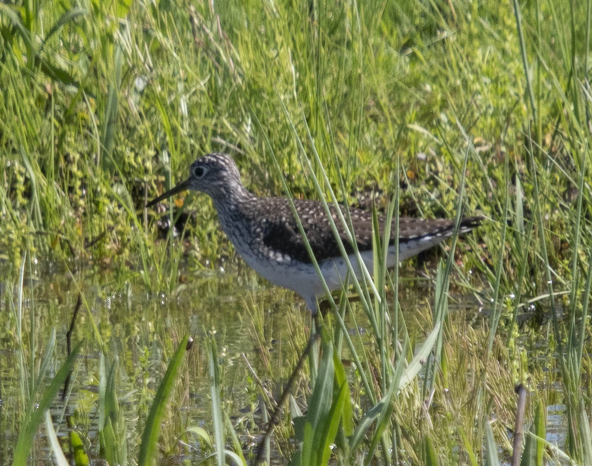 Solitary Sandpiper - ML634175707