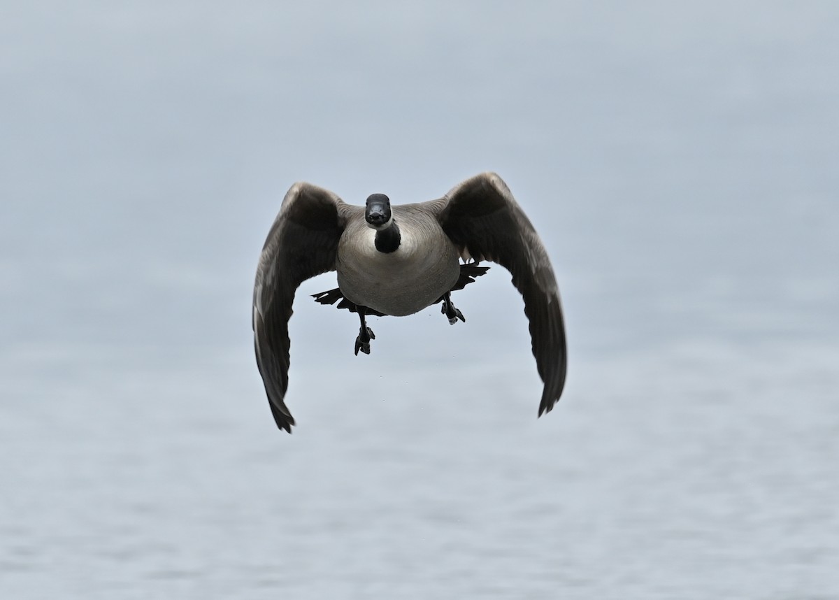 Канад галуу - ML634175716