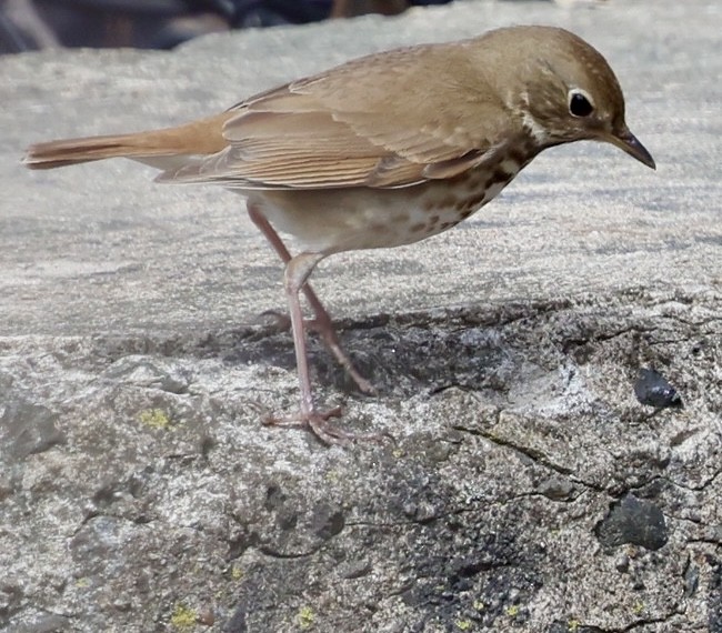 Hermit Thrush - ML634175721