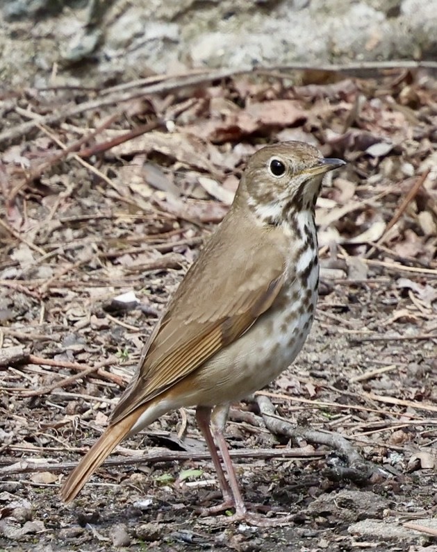 Hermit Thrush - ML634175722