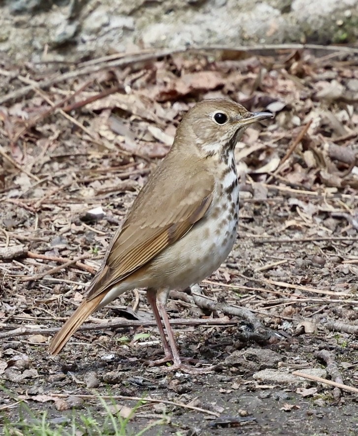 Hermit Thrush - ML634175723