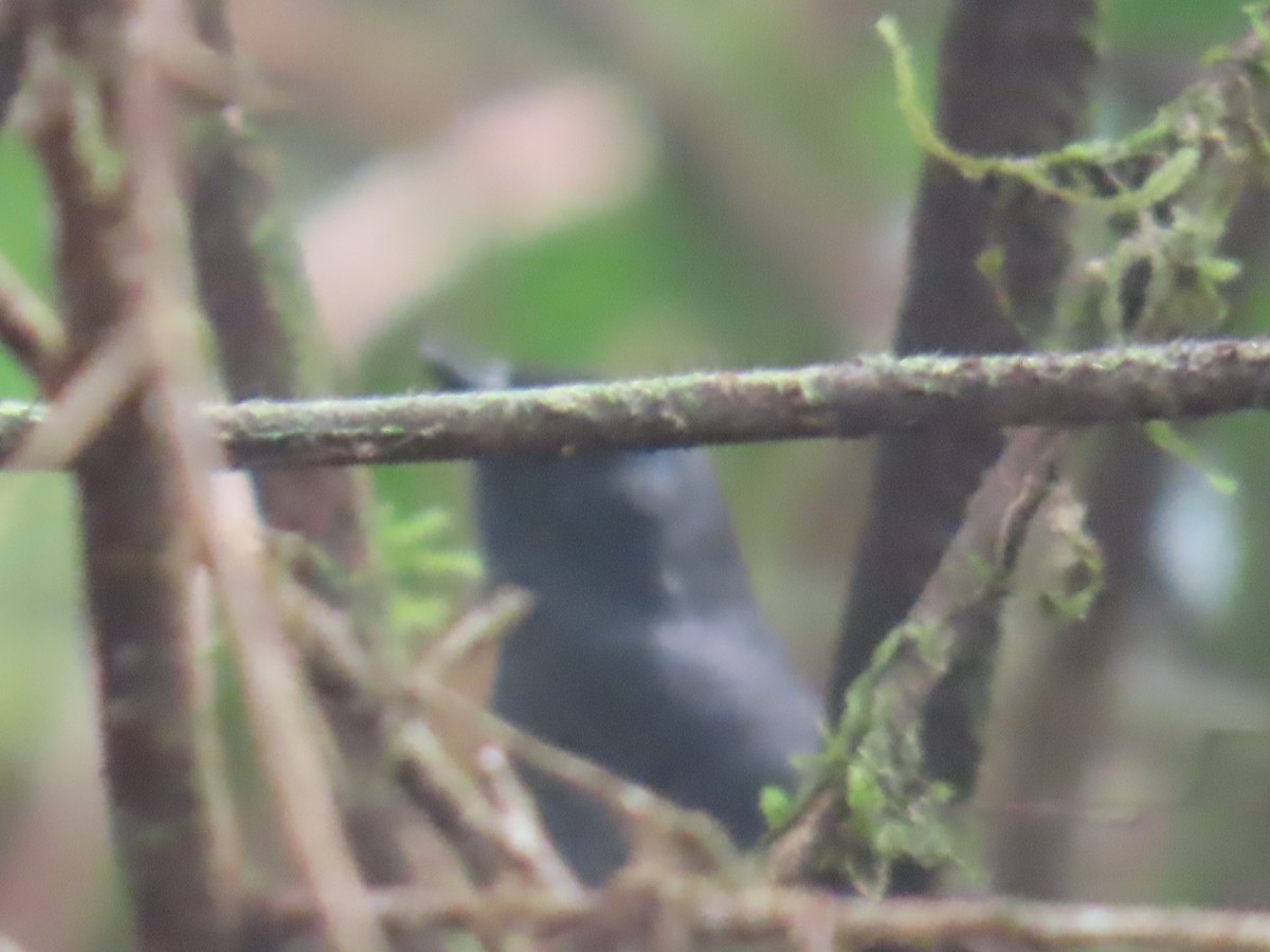 Tatama Tapaculo - ML634175770