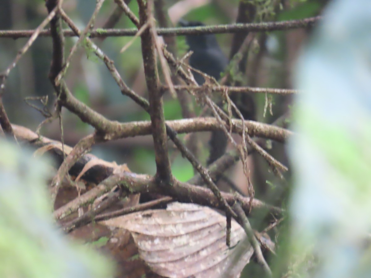 Tatama Tapaculo - ML634175771