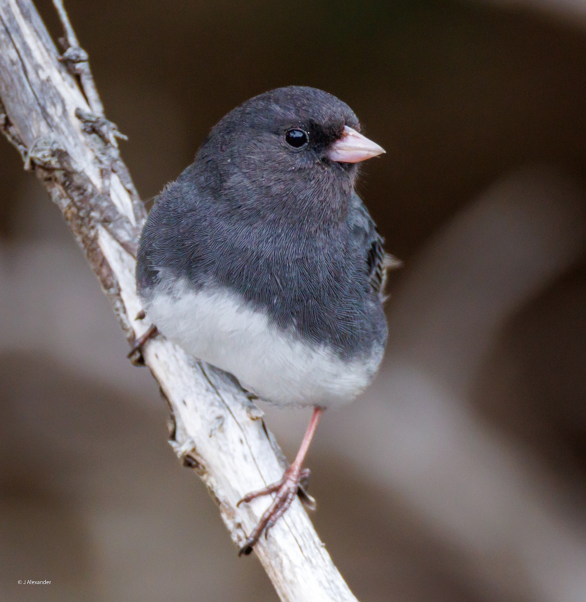 Dark-eyed Junco (Slate-colored) - ML634175797