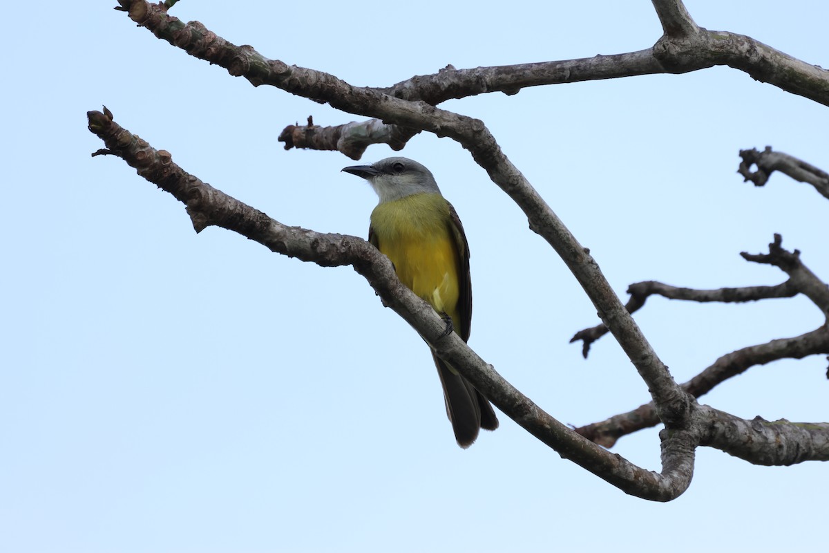 Tropical Kingbird - ML634176011