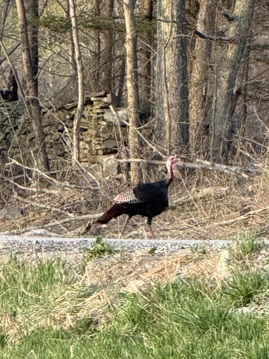 Tacchino selvatico - ML634176048