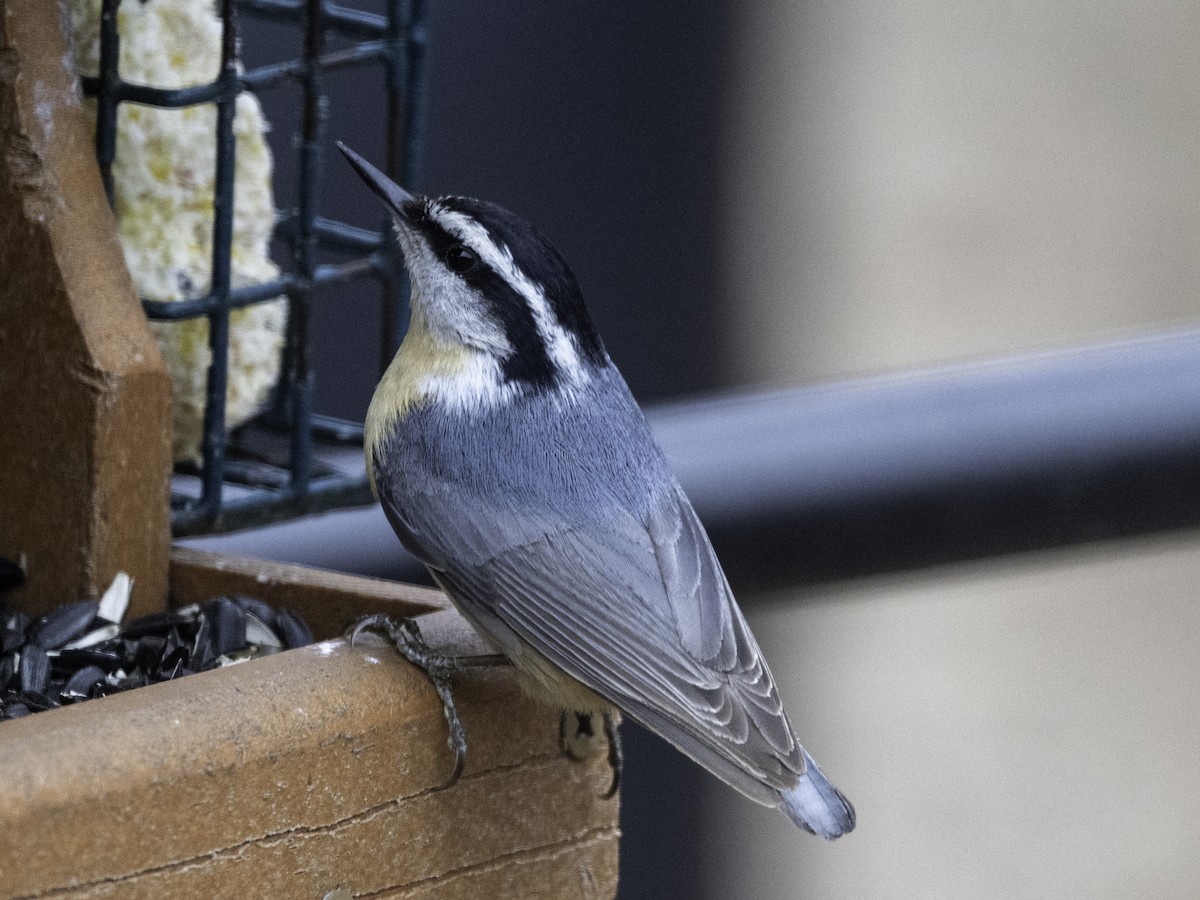 Red-breasted Nuthatch - ML634176079