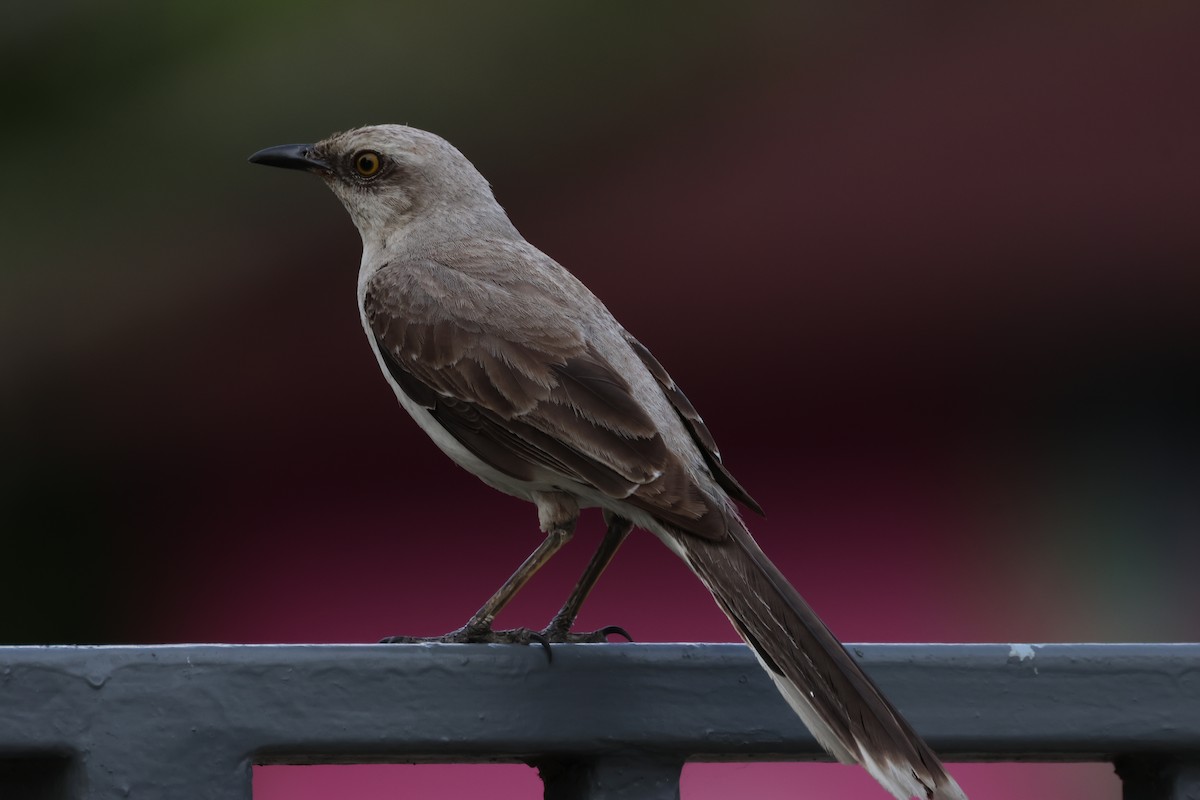 Tropical Mockingbird - ML634176122