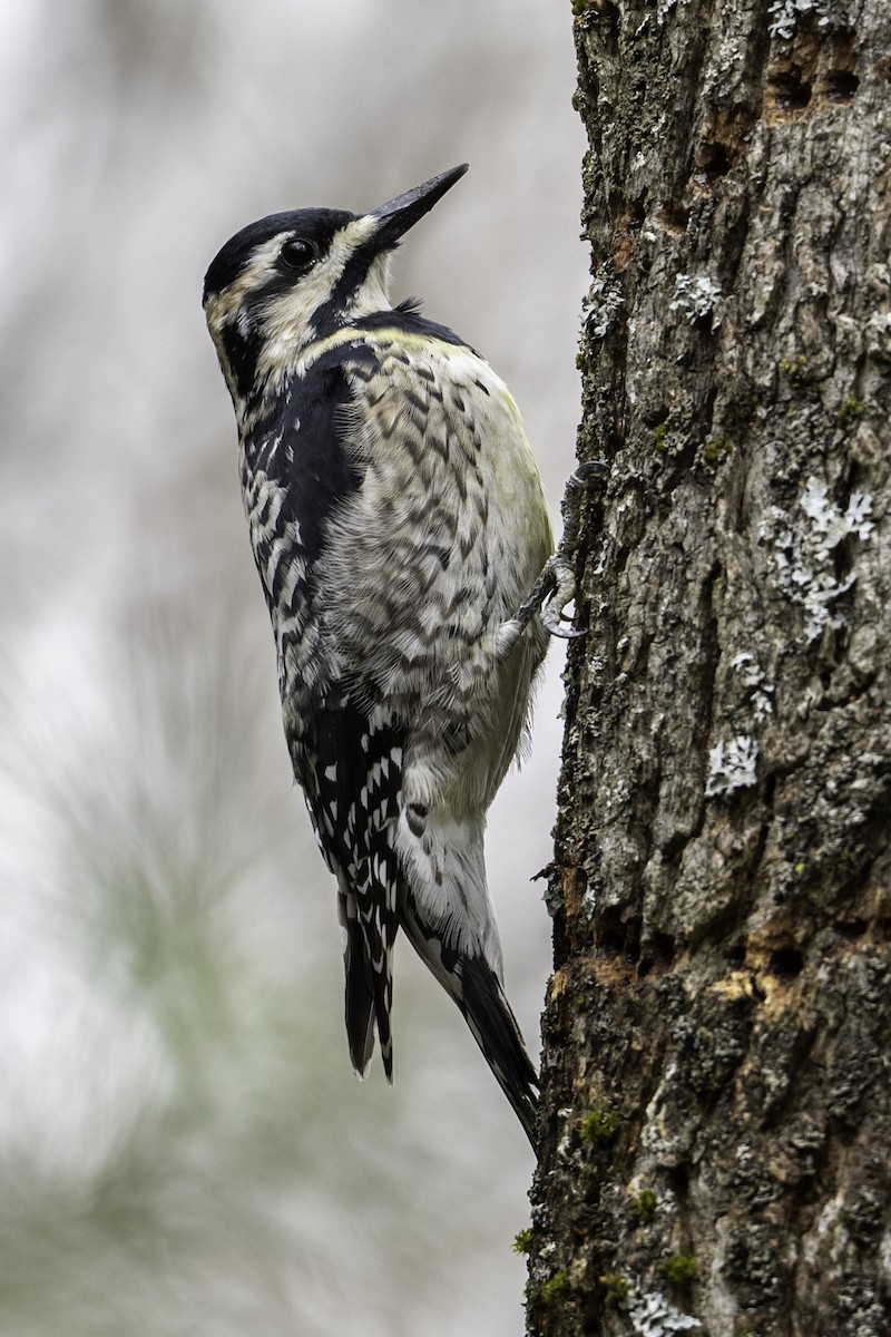 Yellow-bellied Sapsucker - ML634176152