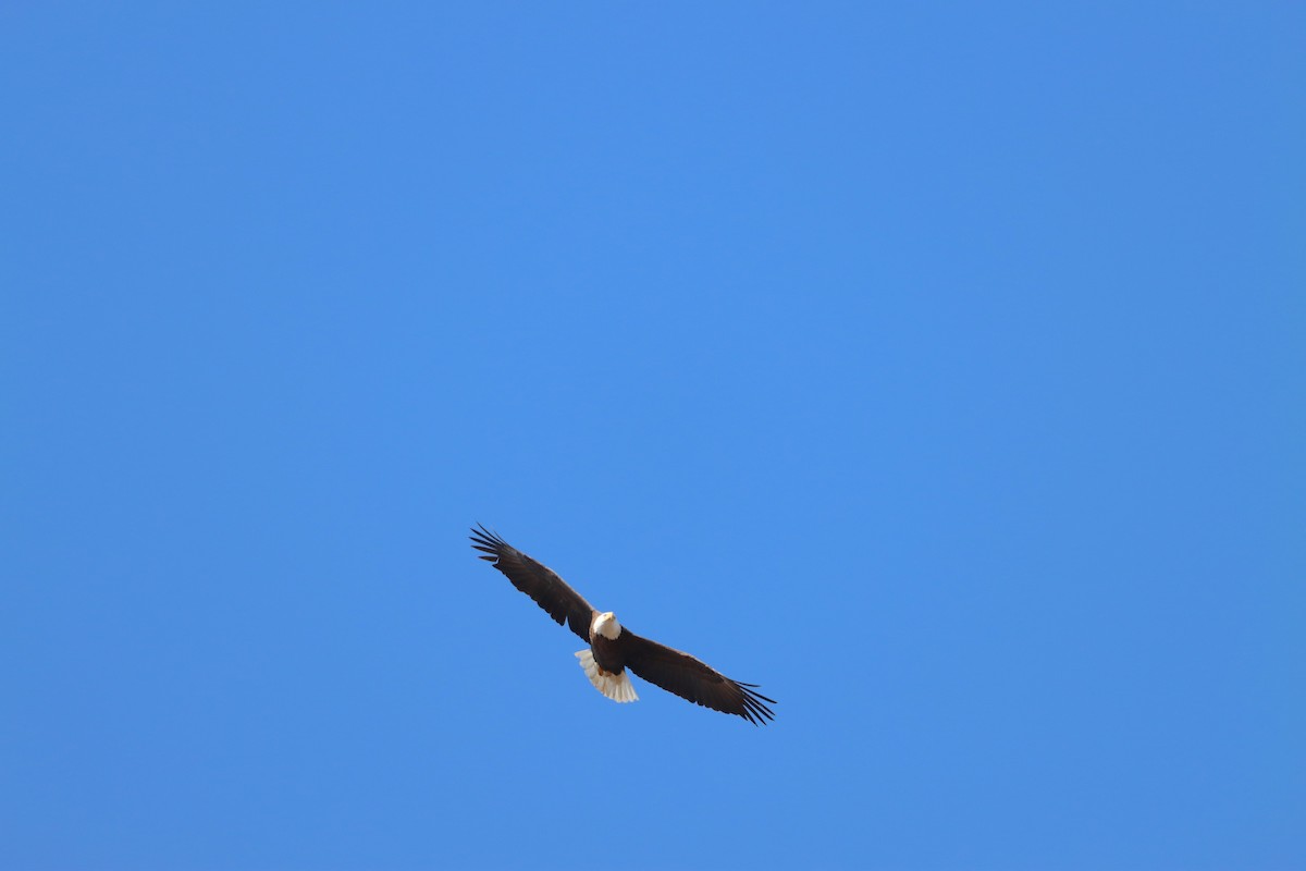 Bald Eagle - ML634176183
