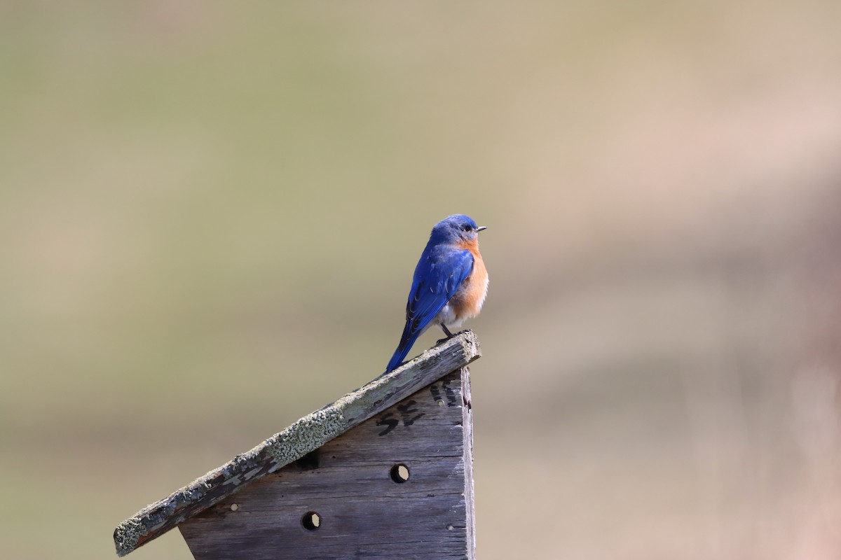Eastern Bluebird - ML634176202