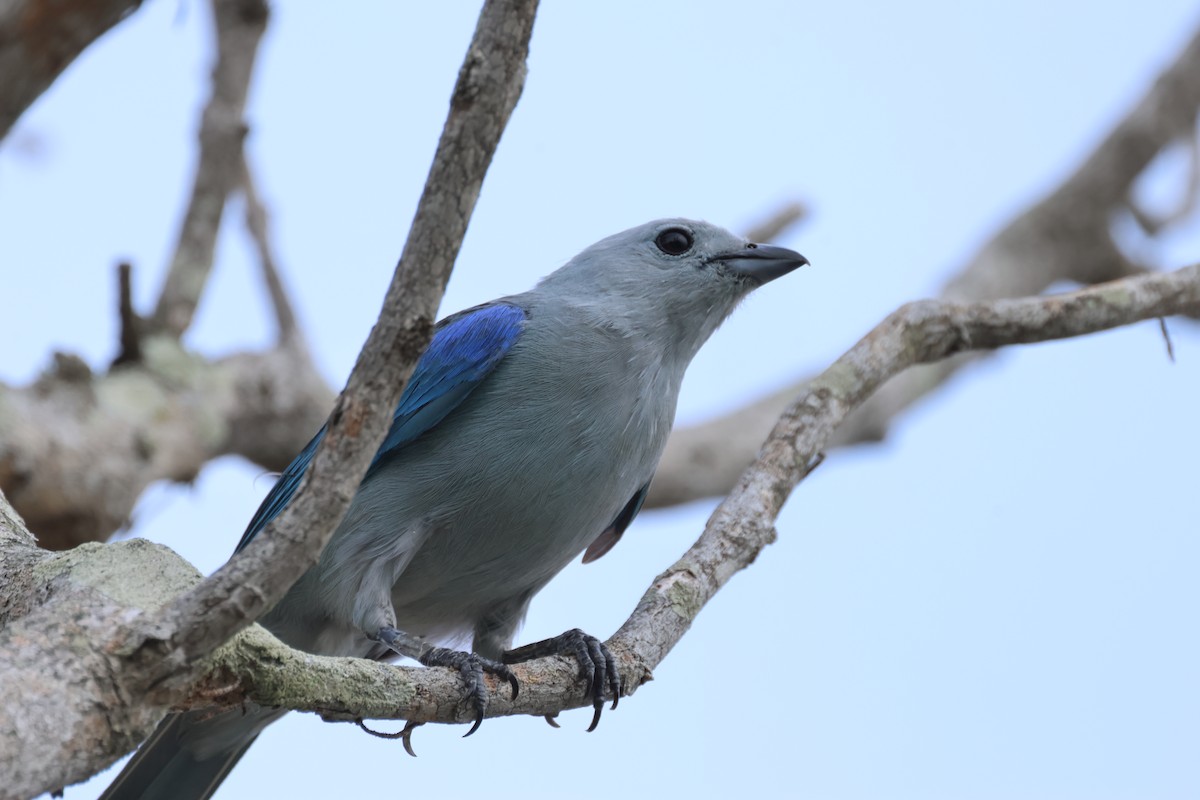 Blue-gray Tanager - ML634176217