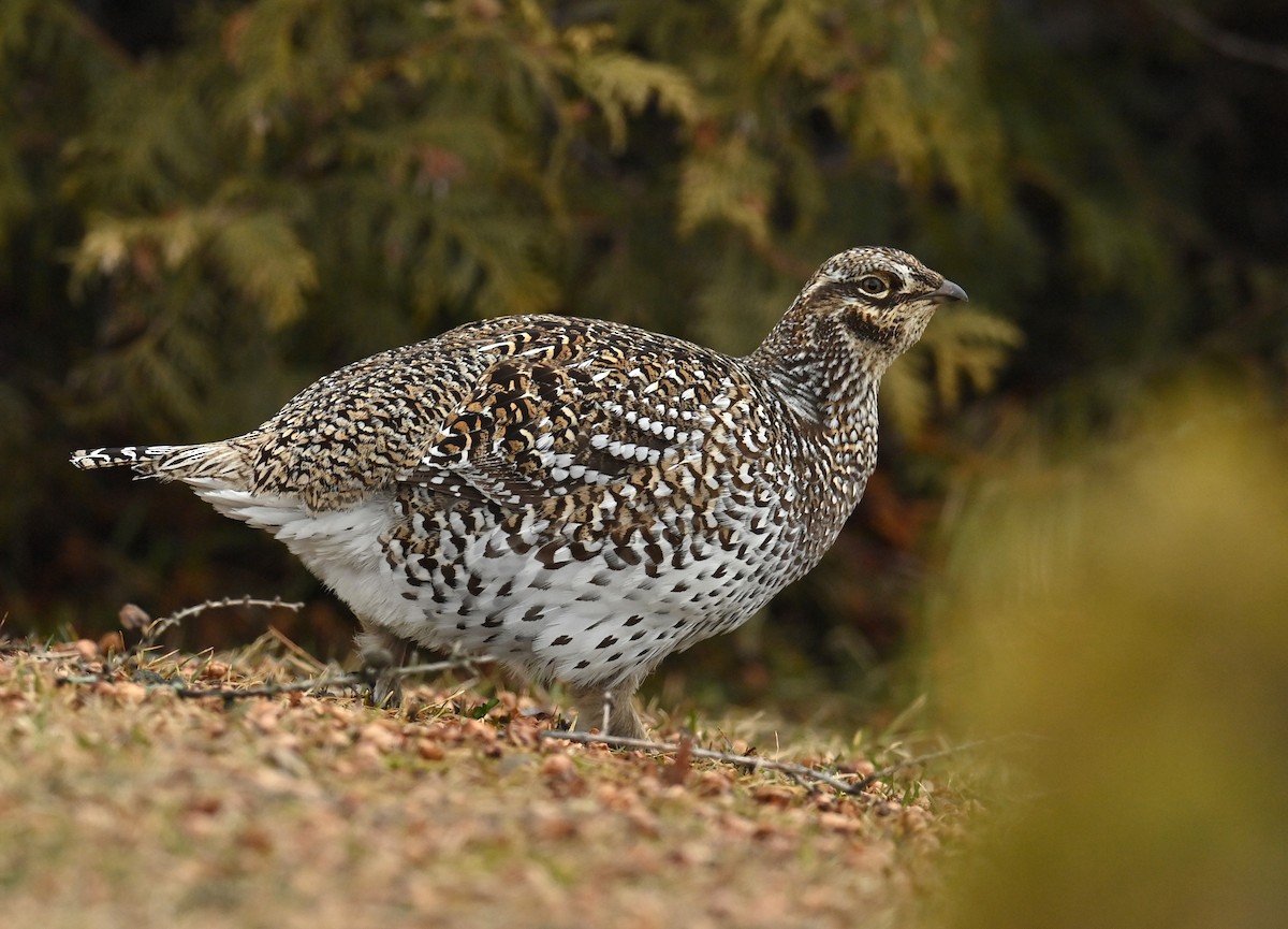 Sharp-tailed Grouse - ML634176310