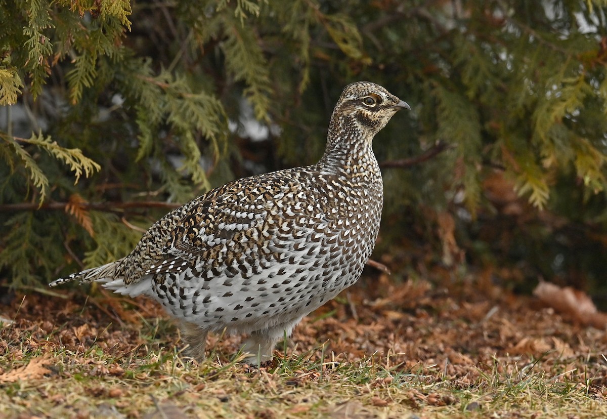 Sharp-tailed Grouse - ML634176311