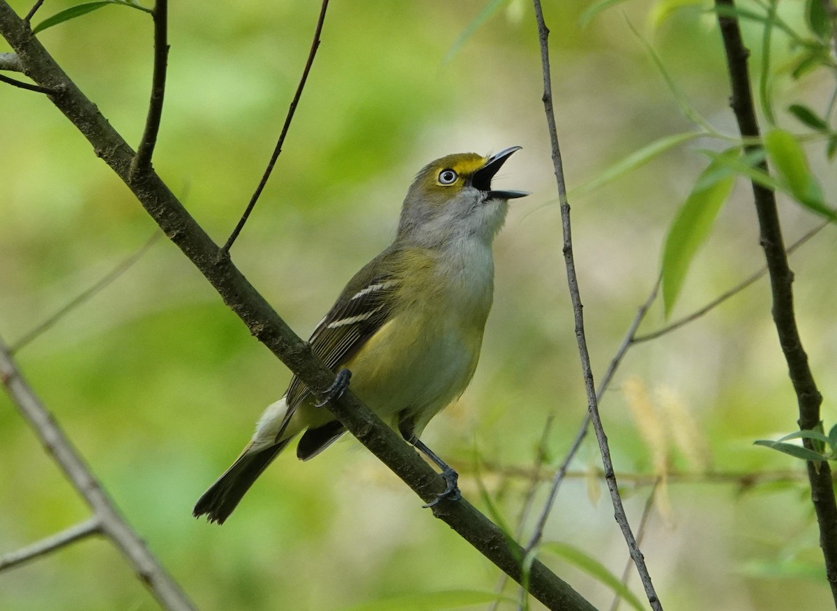 White-eyed Vireo - ML634176484