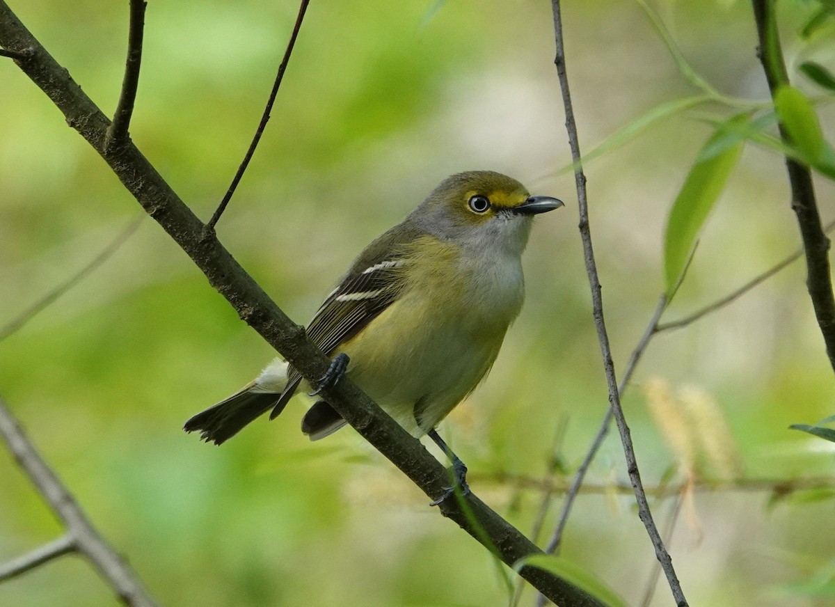 White-eyed Vireo - ML634176495