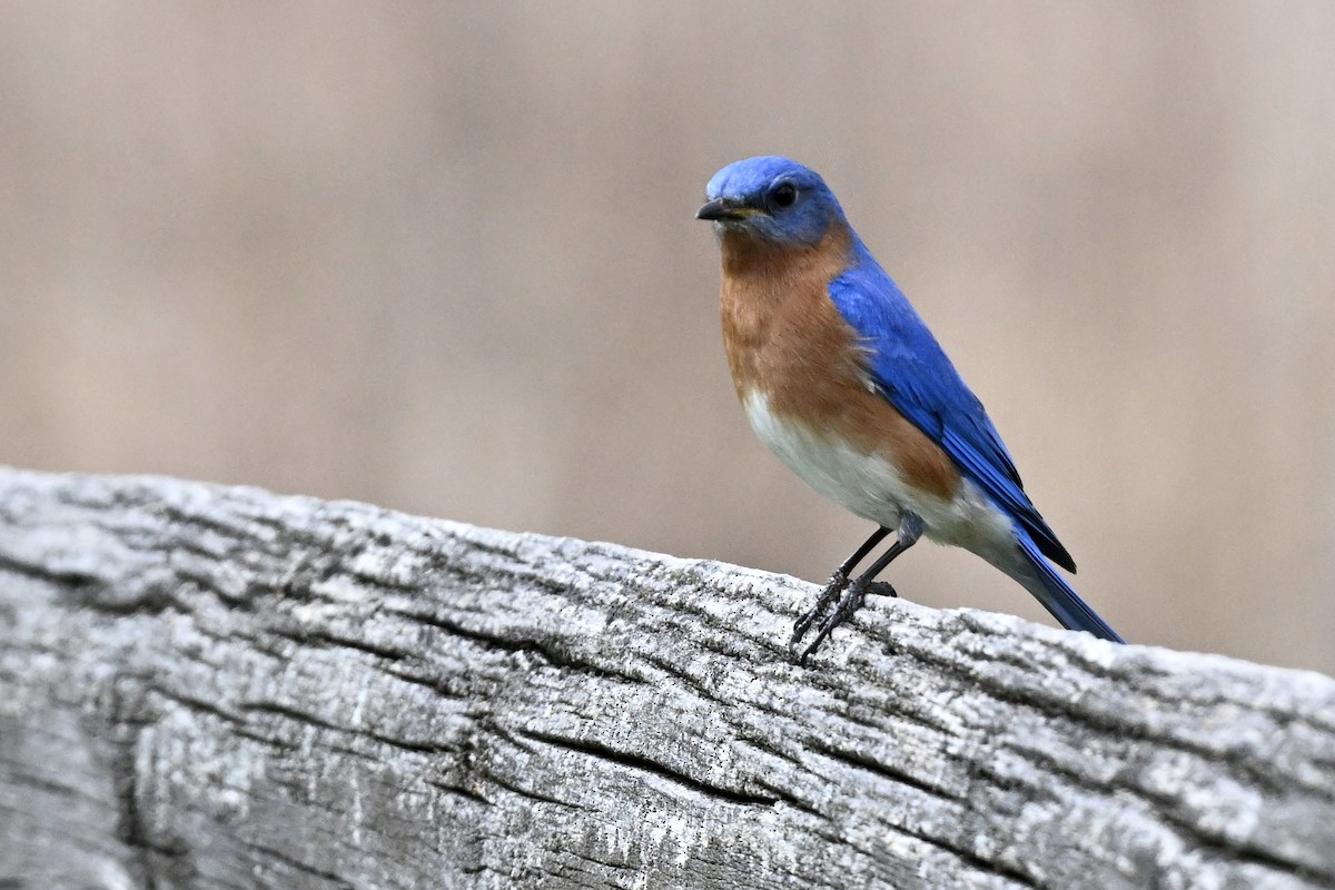 Eastern Bluebird - ML634176528