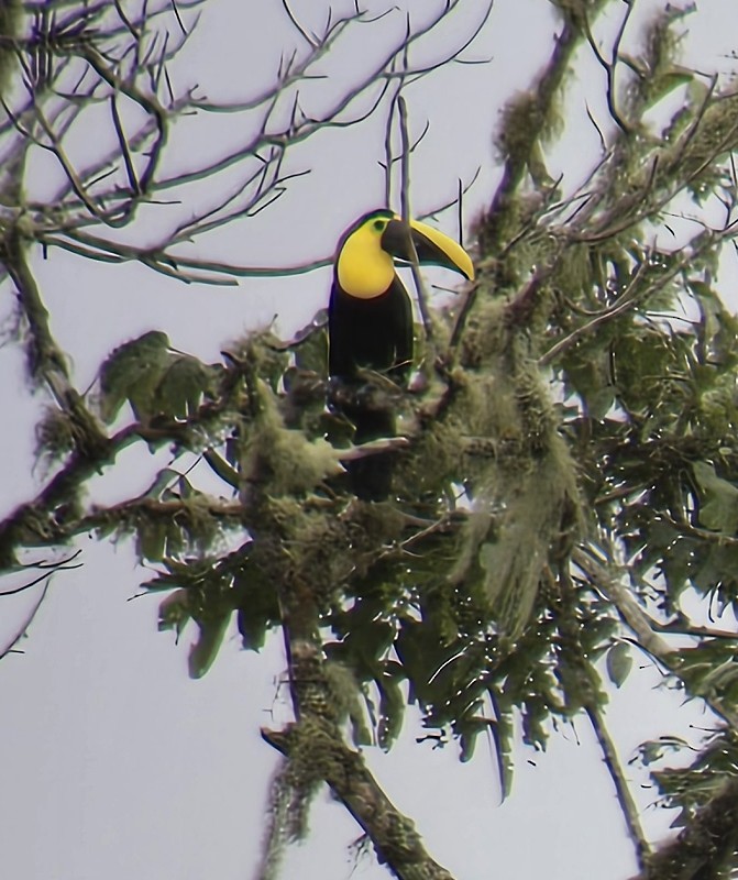 Toucan tocard - ML634176640