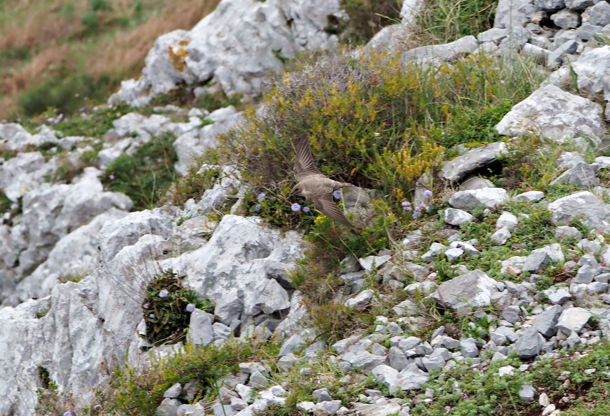 Eurasian Crag-Martin - Beatriz Al Norte