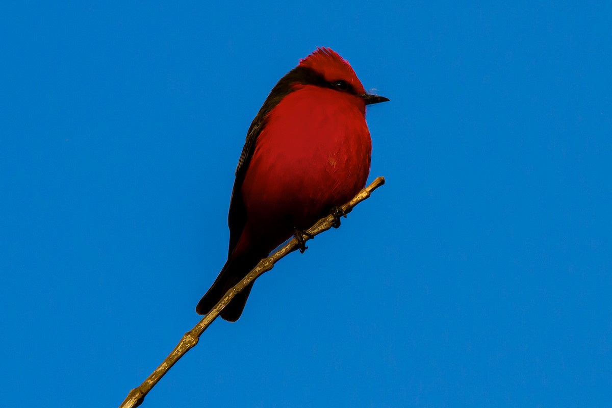 Vermilion Flycatcher - ML634176769
