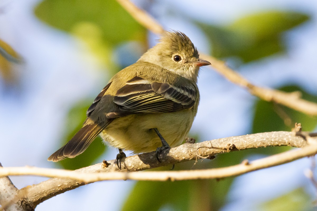 Southern Beardless-Tyrannulet - ML634176798