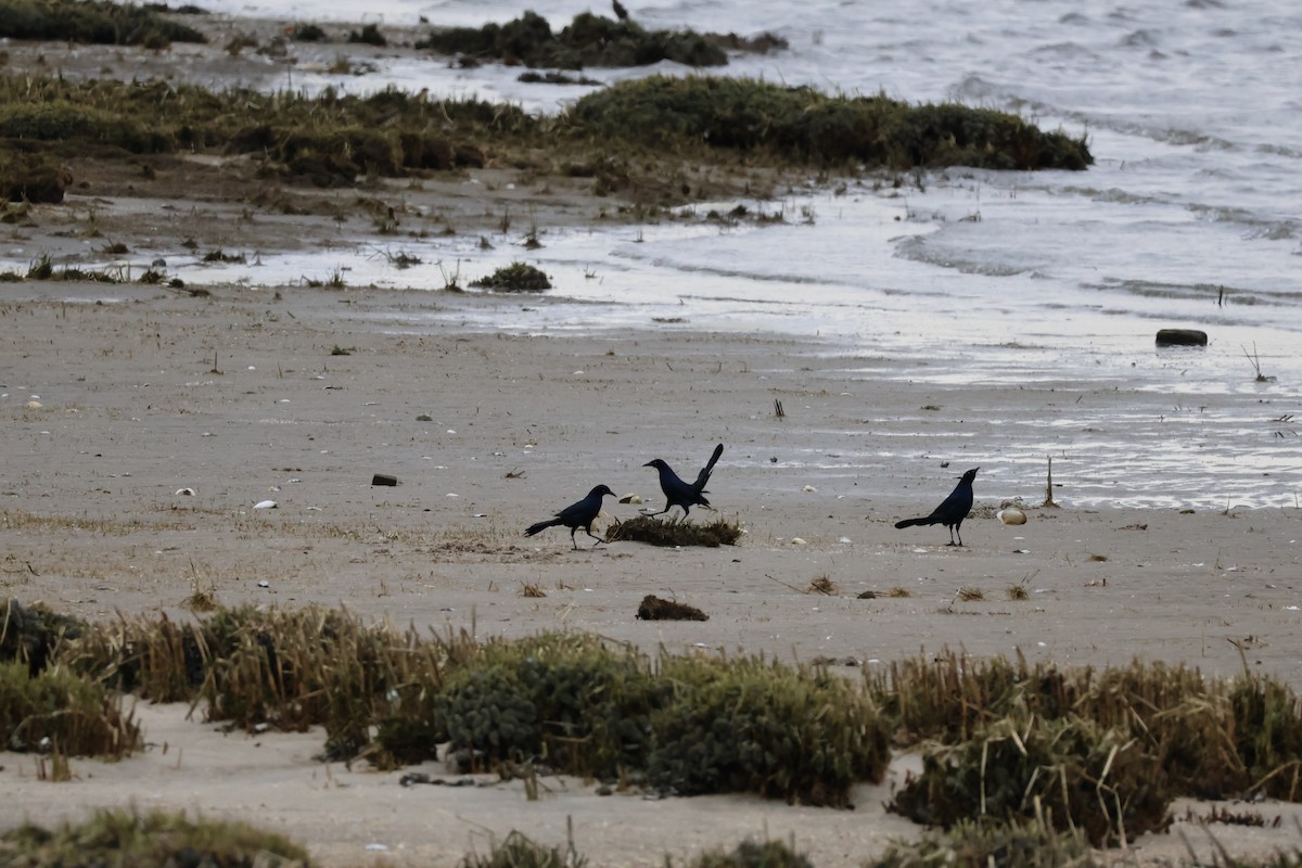 Boat-tailed Grackle - ML634176830