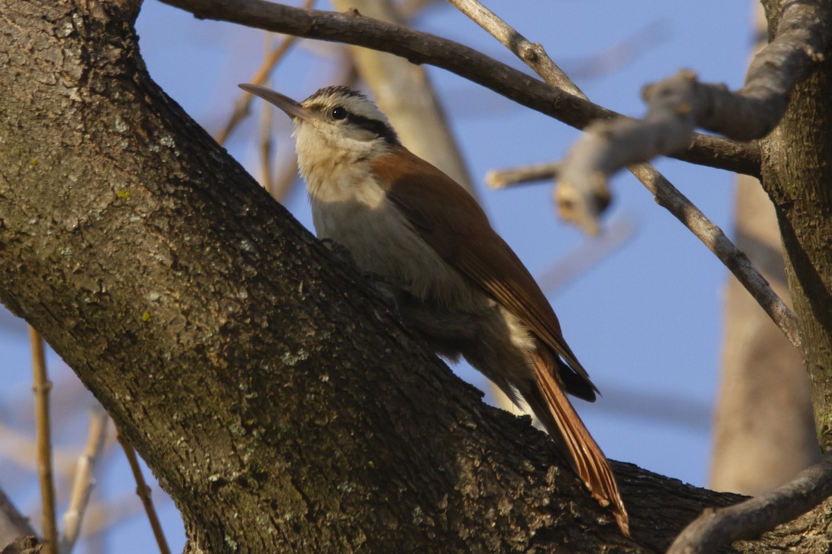 Narrow-billed Woodcreeper - ML634176831