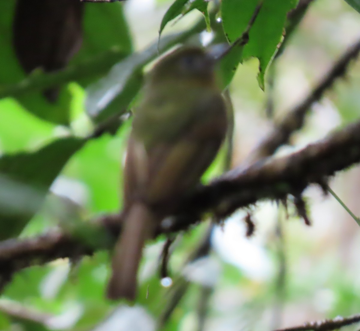 Fulvous-breasted Flatbill - ML634176833
