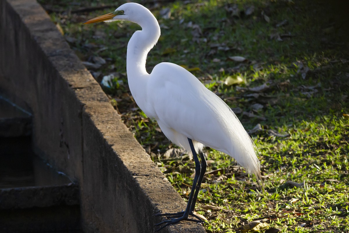 volavka bílá - ML634176862