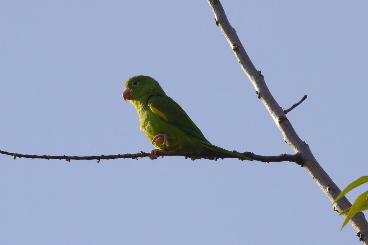 tirika jižní - ML634176891