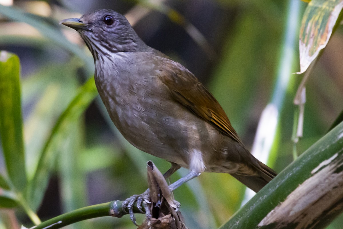 drozd bledoprsý - ML634176916