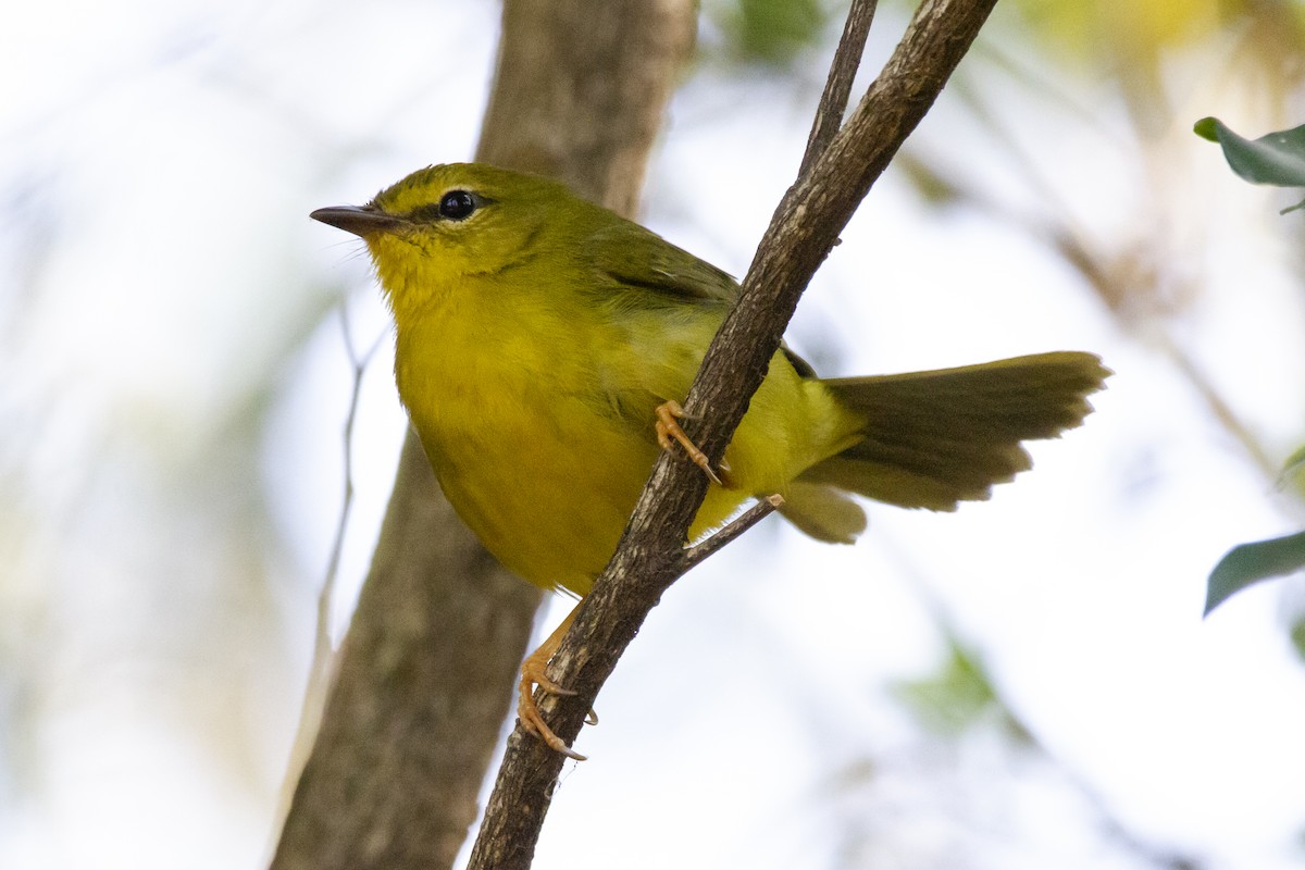 Flavescent Warbler - ML634176932