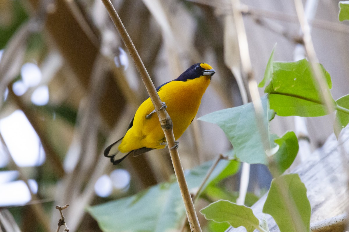 libohlásek fialový - ML634177004