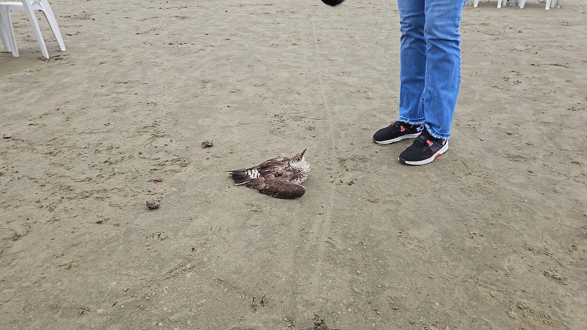 Parasitic Jaeger - ML634177059