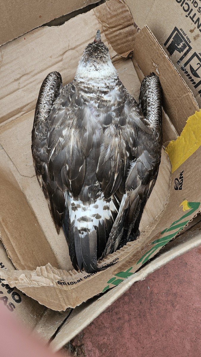 Parasitic Jaeger - ML634177060