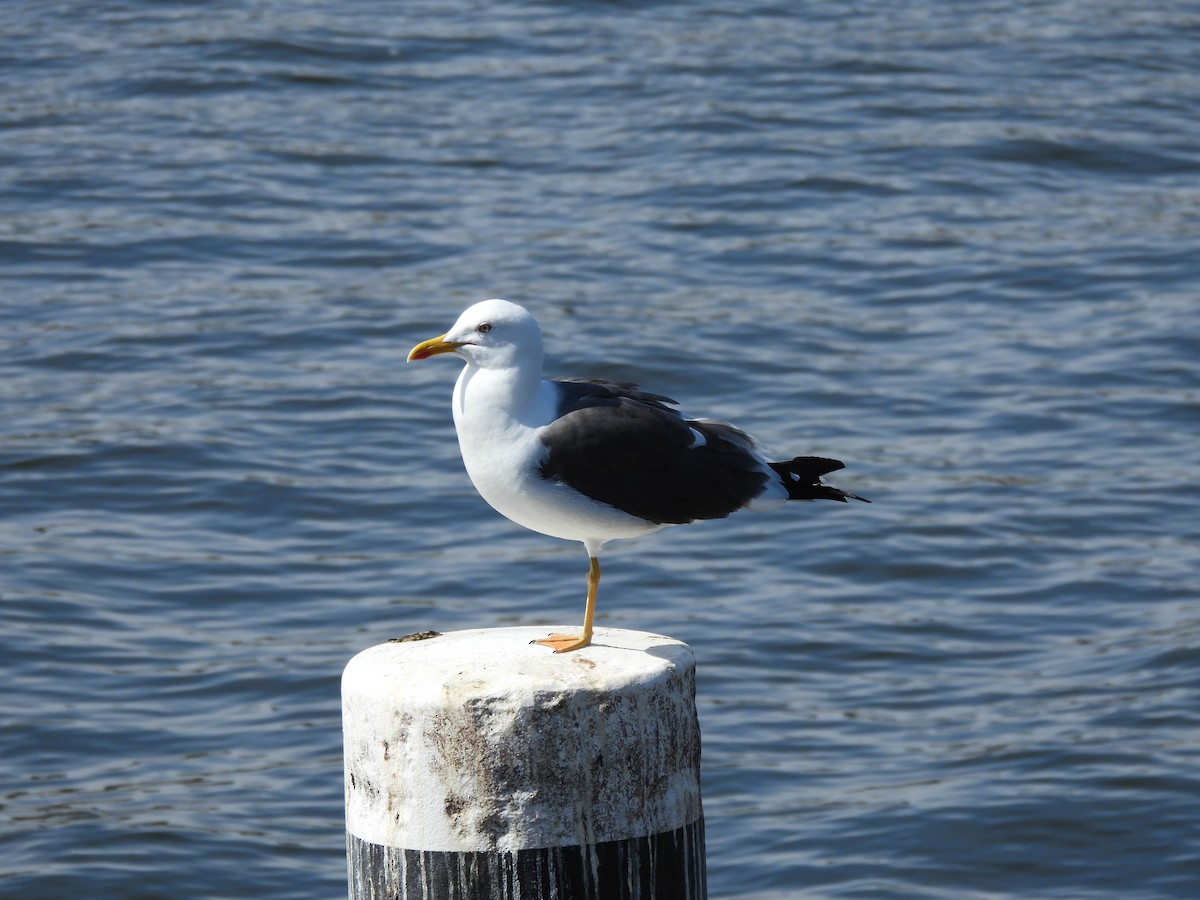 sildemåke - ML634177077