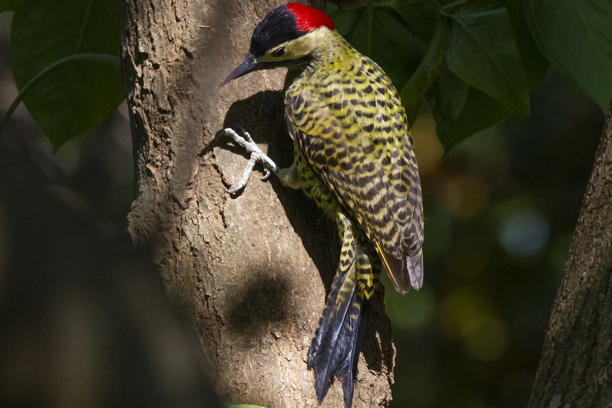 datel mravenčí - ML634177131