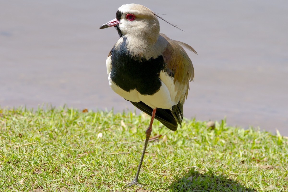 čejka jihoamerická - ML634177154