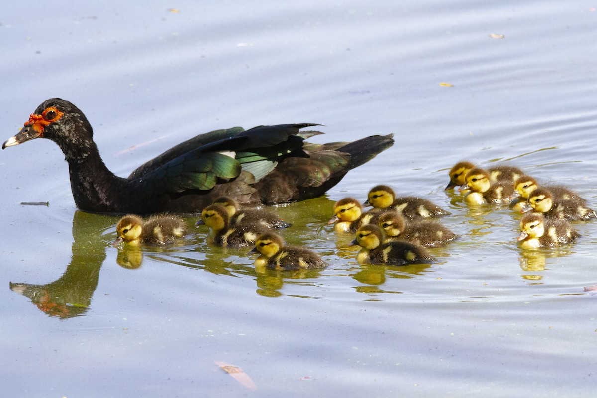 pižmovka americká - ML634177170