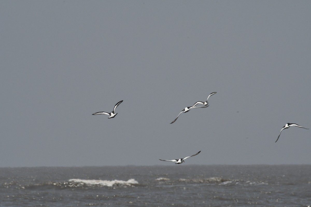 Eurasian Oystercatcher - ML634177173