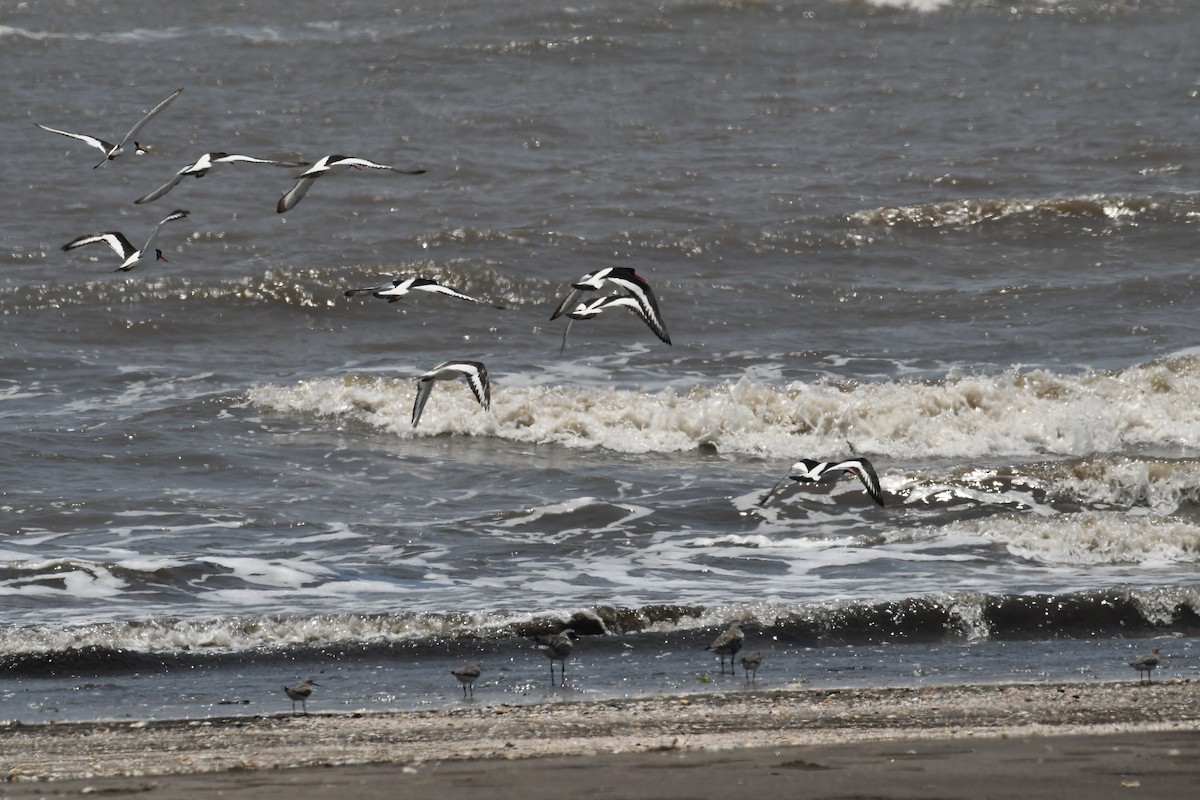 Eurasian Oystercatcher - ML634177176